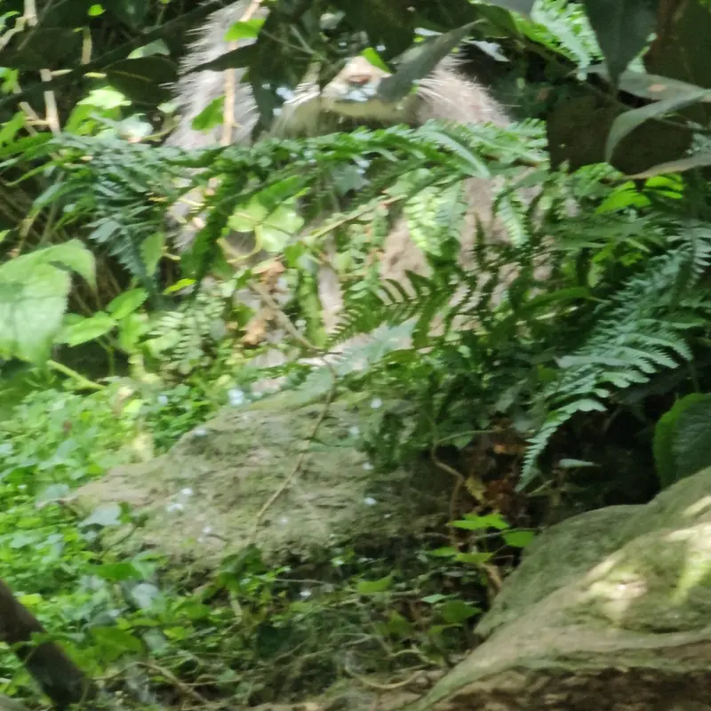 A photograph of a Pallas's cat in Parco Faunistico La Torbiera