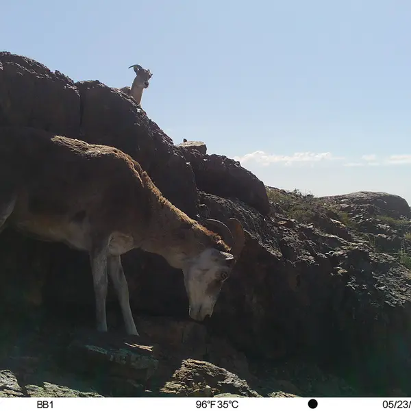 A photograph of Argali from Aktas-Kunkora camera trap