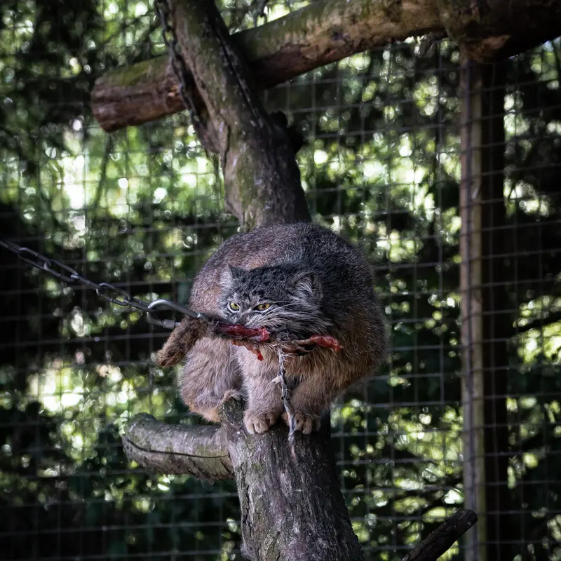 A photograph of Kulki in Banham Zoo