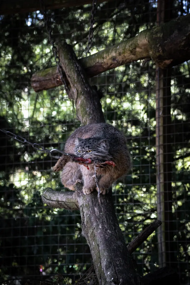 A photograph of Kulki in Banham Zoo