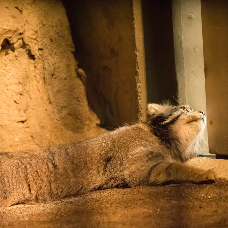 A photograph of Figa in Nogeyama Zoo