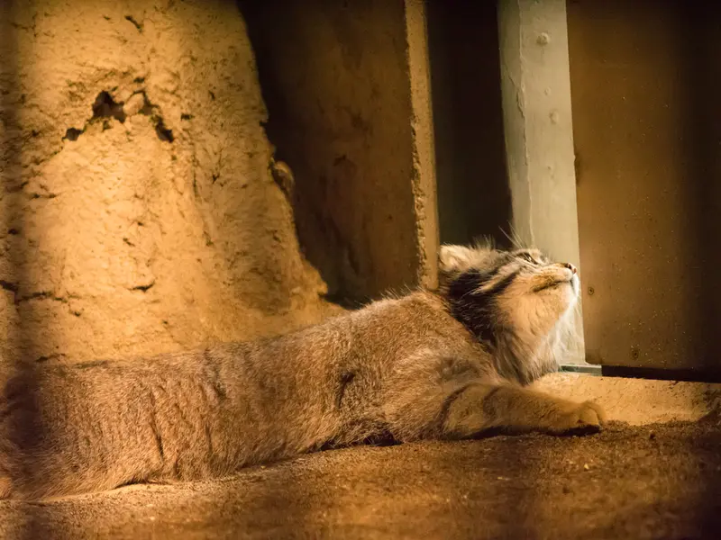 A photograph of Figa in Nogeyama Zoo