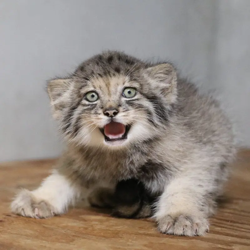 A photograph of San in Kobe Animal Kingdom