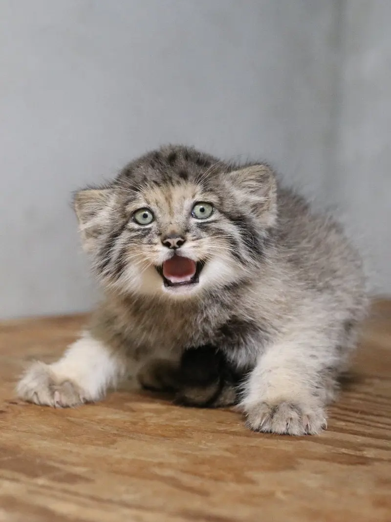 A photograph of San in Kobe Animal Kingdom