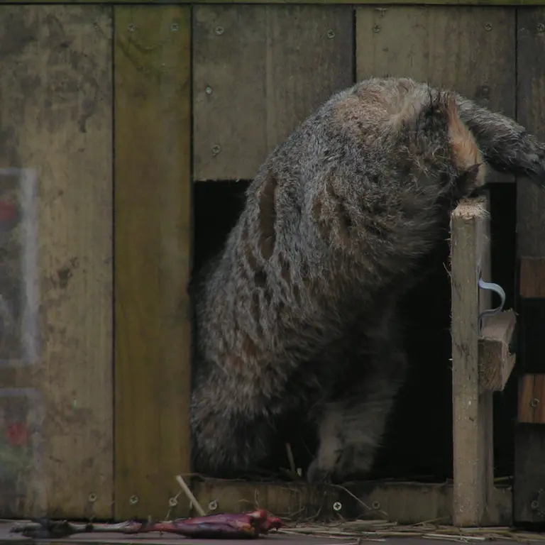 A photograph of Altai in The Lakeland Wildlife Oasis