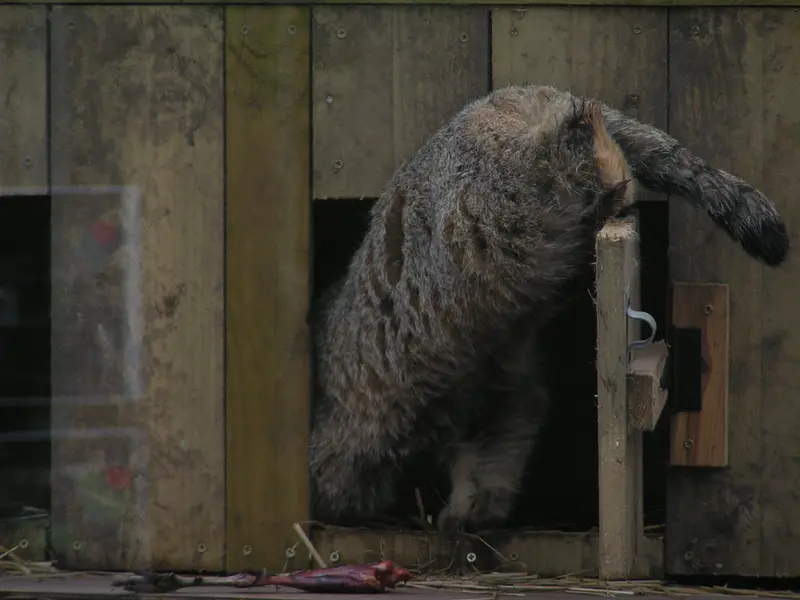 A photograph of Altai in The Lakeland Wildlife Oasis