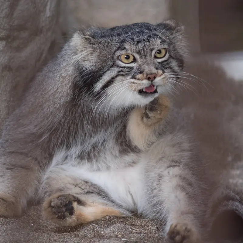 A photograph of Figa in Nogeyama Zoo