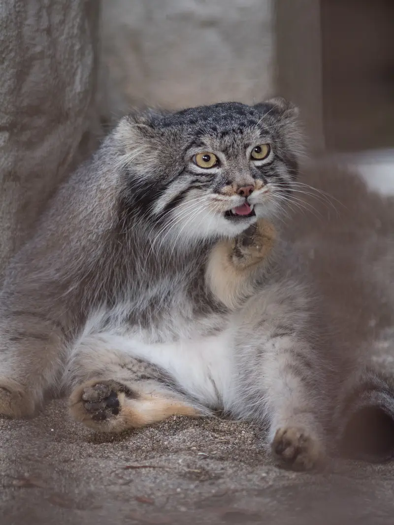 A photograph of Figa in Nogeyama Zoo