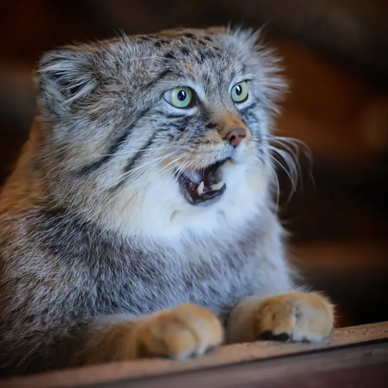 A photograph of a Pallas's cat