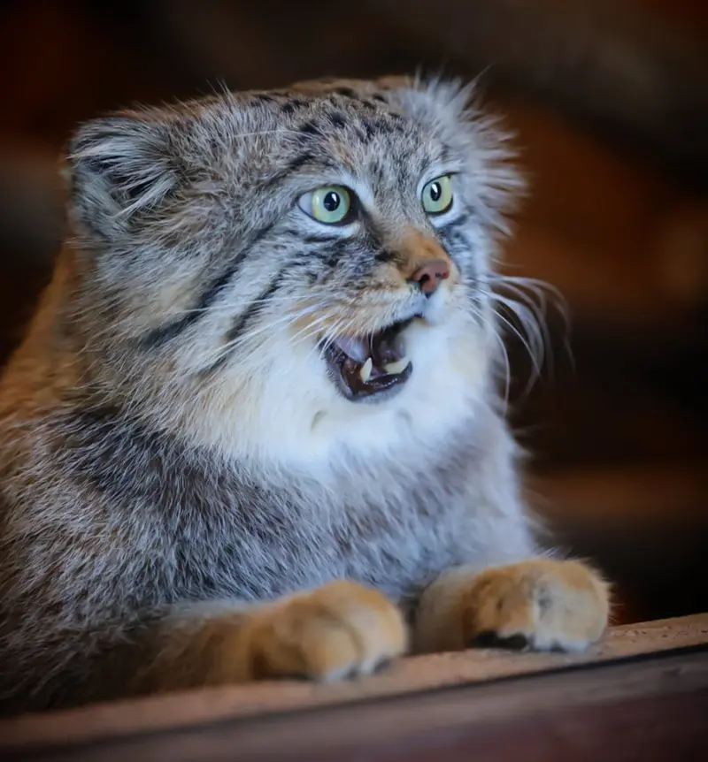 A photograph of a Pallas's cat