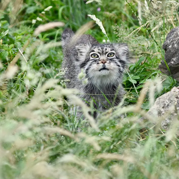 A photograph of Atlan in Port Lympne Wild Animal Park