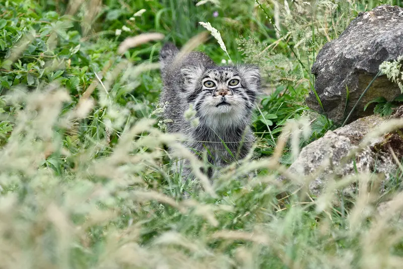 A photograph of Atlan in Port Lympne Wild Animal Park
