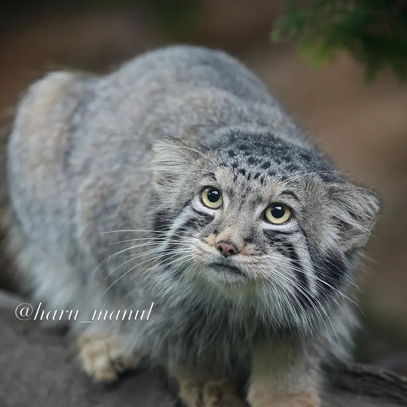 A photograph of Nagomu in Nasu Animal Kingdom