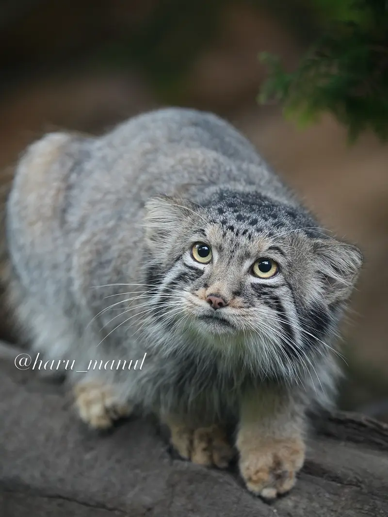 A photograph of Nagomu in Nasu Animal Kingdom
