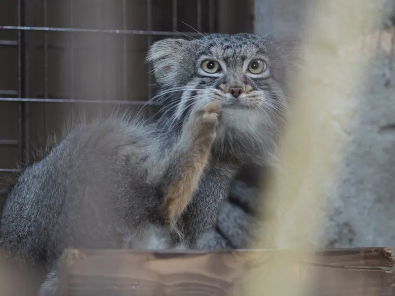 A photograph of Figa in Nogeyama Zoo