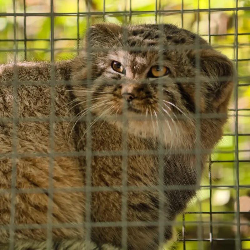 A photograph of Kitten of Alani b.2026 Ⅰ in Košice Zoo