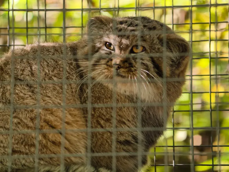 A photograph of Kitten of Alani b.2026 Ⅰ in Košice Zoo