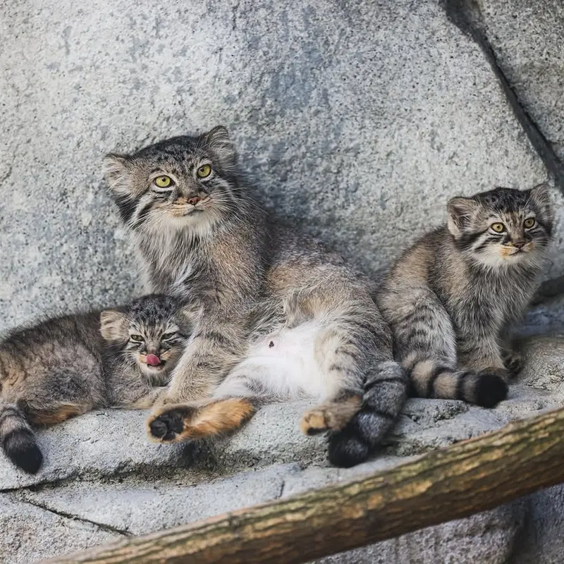 A photograph of Tiina, Goose, and Meera in Columbus Zoo and Aquarium