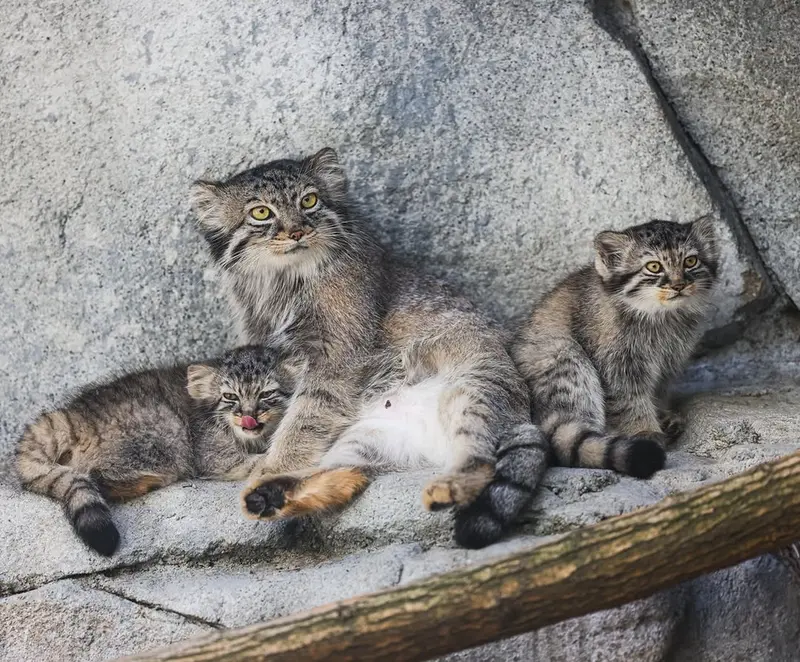 A photograph of Tiina, Goose, and Meera in Columbus Zoo and Aquarium