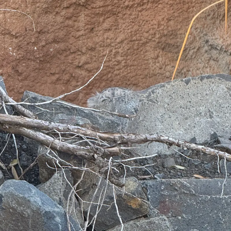 A photograph of Prinsessa in Prague Zoo