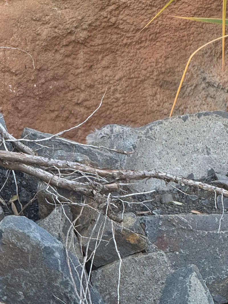A photograph of Prinsessa in Prague Zoo