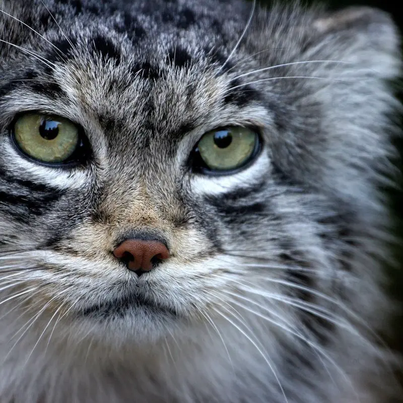 A photograph of Vorace in Lille Zoo