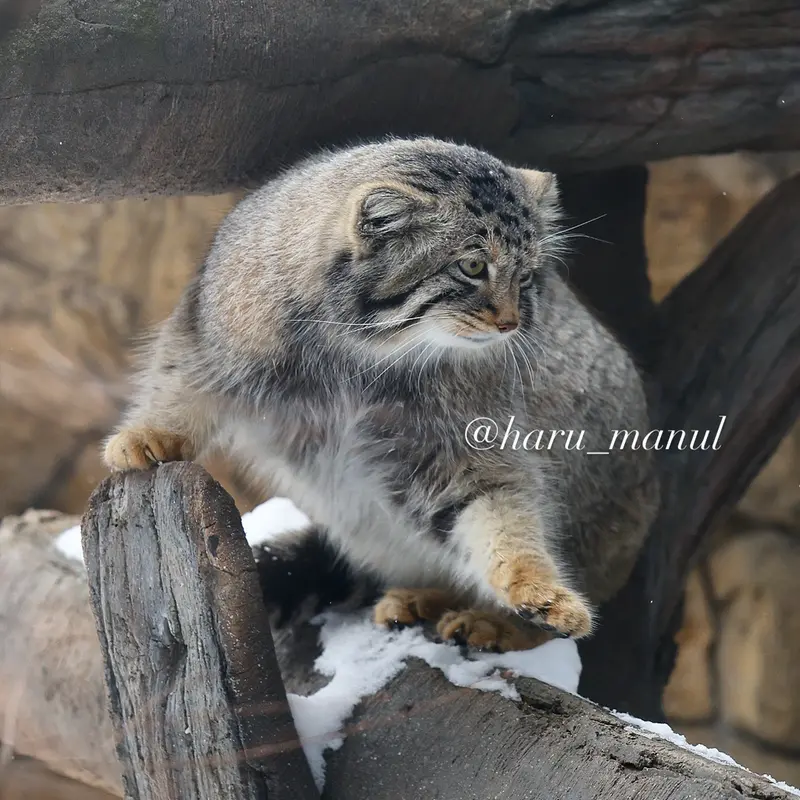 A photograph of Nagomu in Nasu Animal Kingdom