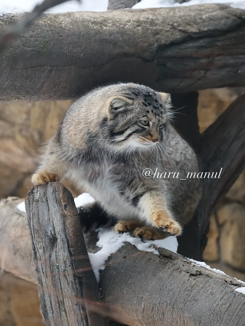 A photograph of Nagomu in Nasu Animal Kingdom