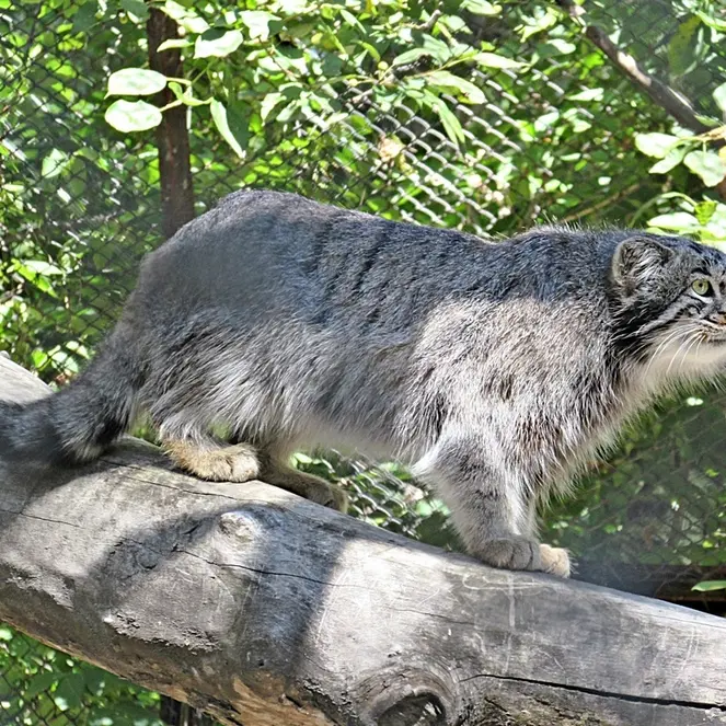A photograph of a Pallas&#039;s cat in Novosibirsk Zoo