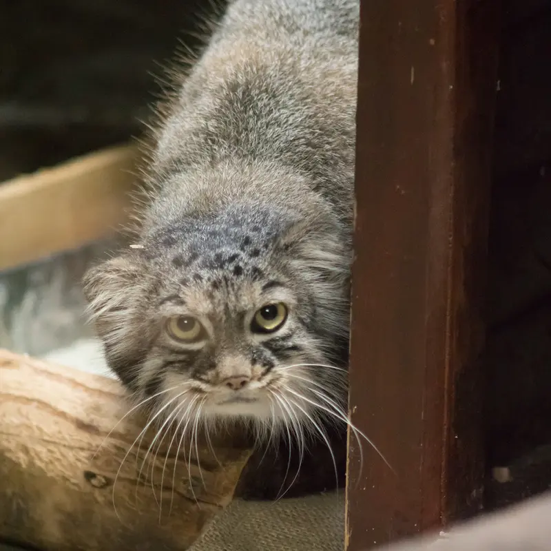A photograph of Shafran in Ueno Zoological Gardens