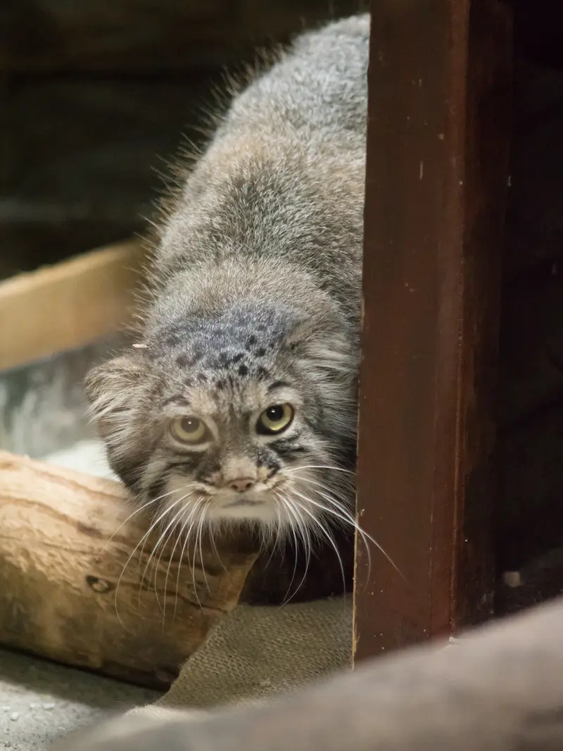 A photograph of Shafran in Ueno Zoological Gardens