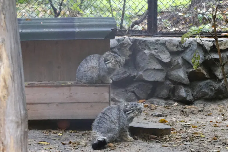 A photograph of a Pallas's cat in Novosibirsk Zoo