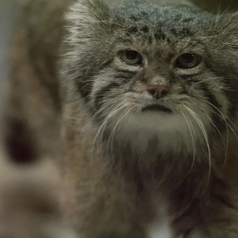 A photograph of Klyon in Ueno Zoological Gardens