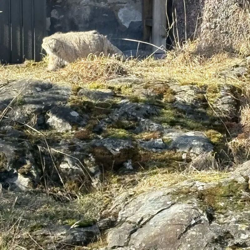 A photograph of Mimi in Korkeasaari Zoo