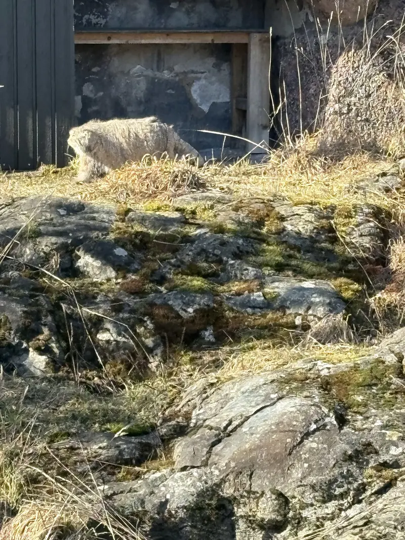 A photograph of Mimi in Korkeasaari Zoo