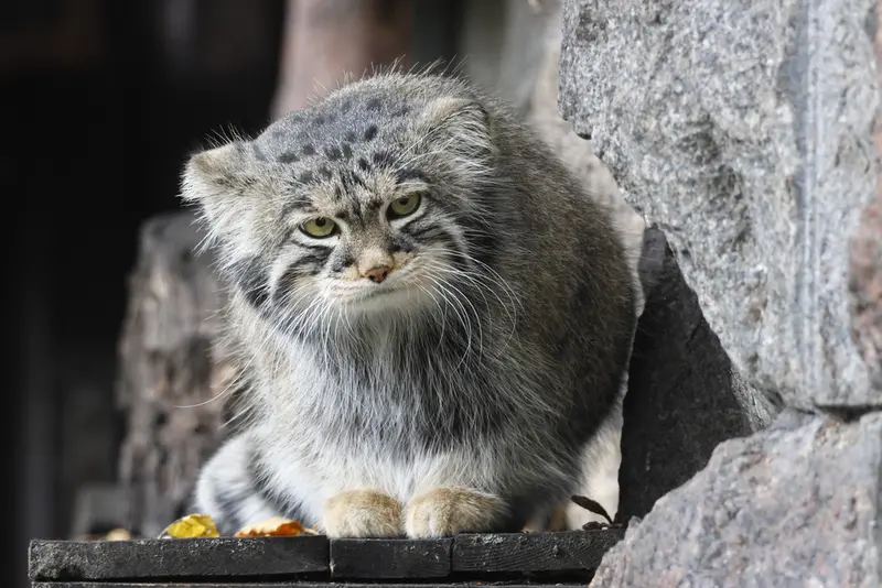 A photograph of Timofey in Moscow zoo