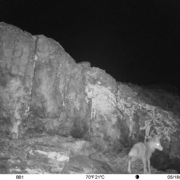A photograph of Red fox from Aktas-Kunkora camera trap