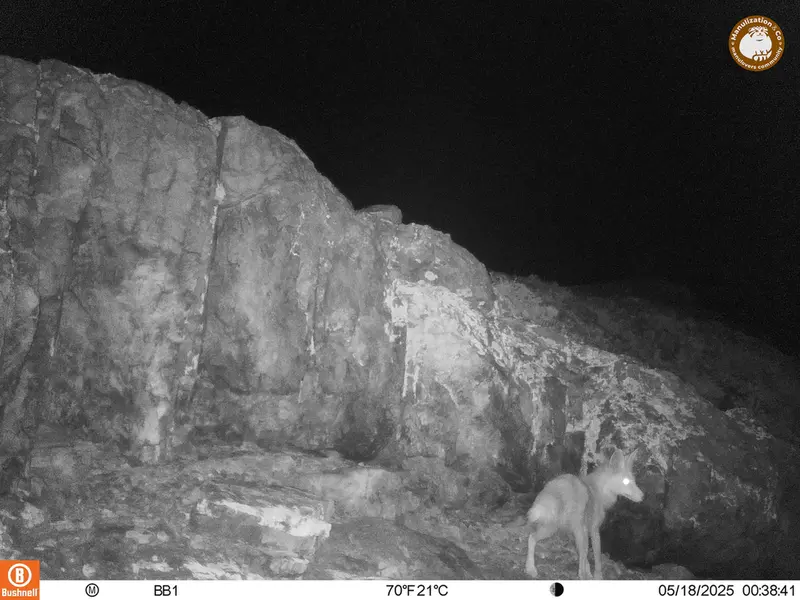 A photograph of Red fox from Aktas-Kunkora camera trap