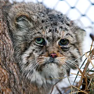 Blade the Pallas's cat from Novosibirsk Zoo