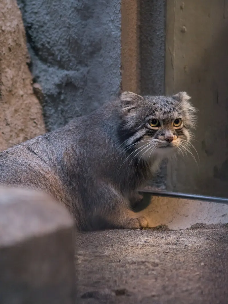 A photograph of Figa in Nogeyama Zoo