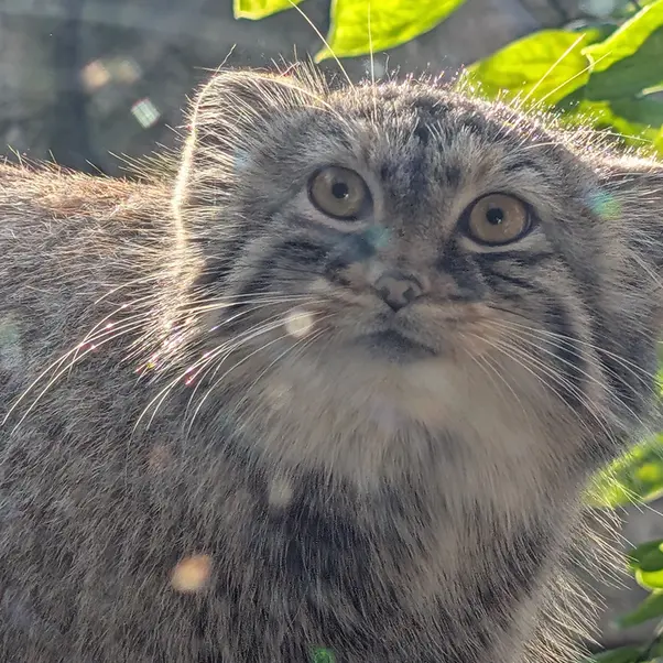 A photograph of Meera in Columbus Zoo and Aquarium