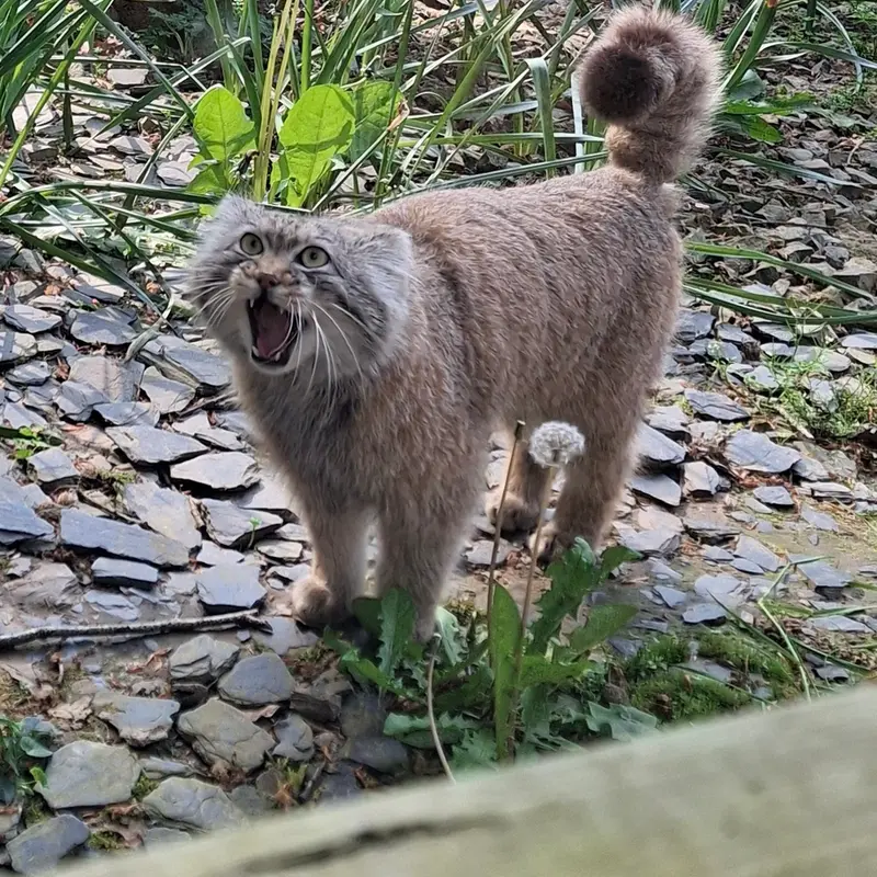 A photograph of Altai in Tregomeur Zoo