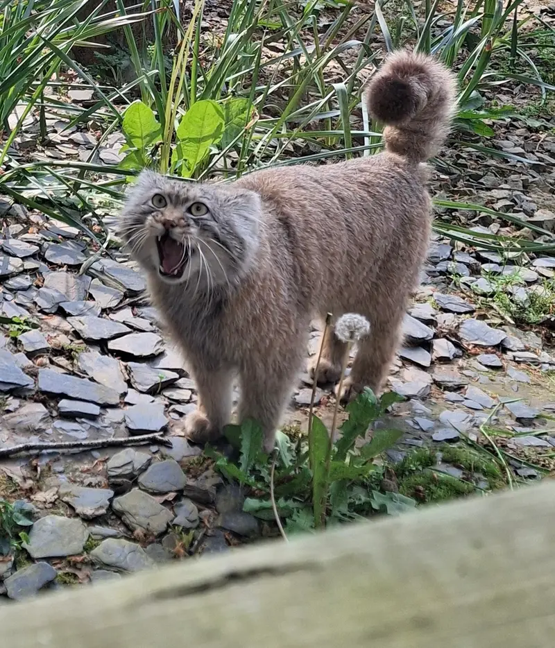 A photograph of Altai in Tregomeur Zoo