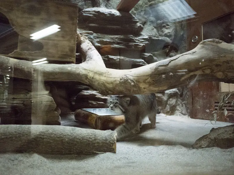 A photograph of Klyon in Ueno Zoological Gardens
