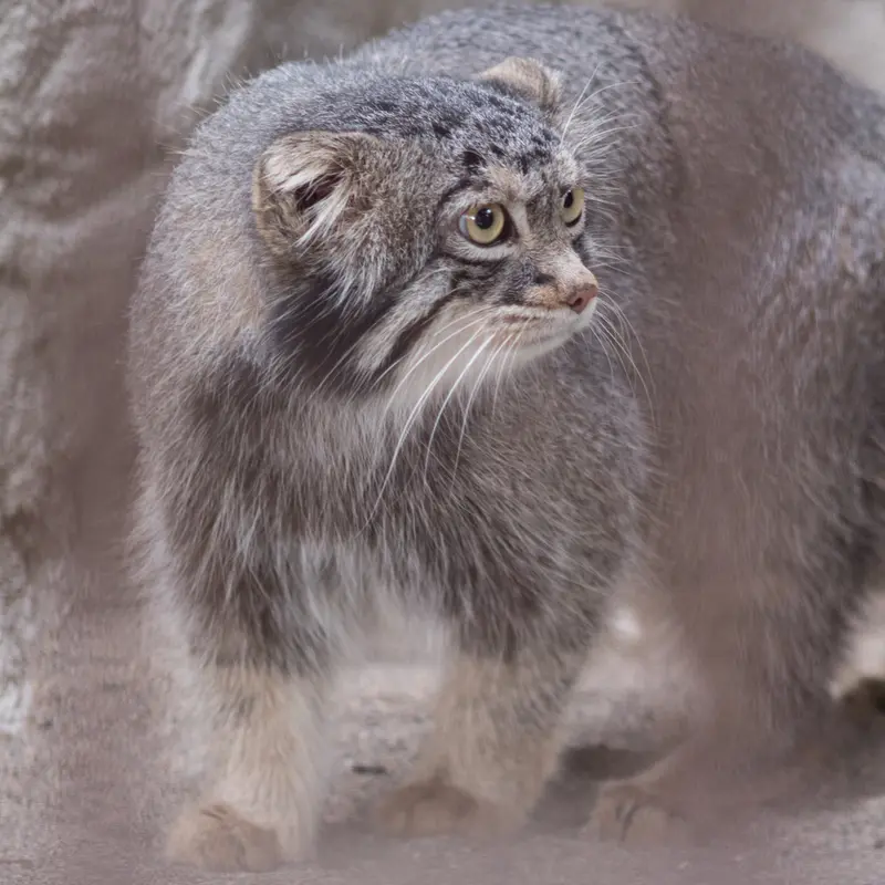 A photograph of Figa in Nogeyama Zoo