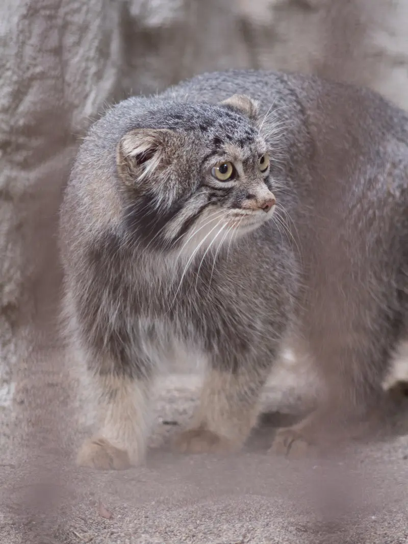 A photograph of Figa in Nogeyama Zoo