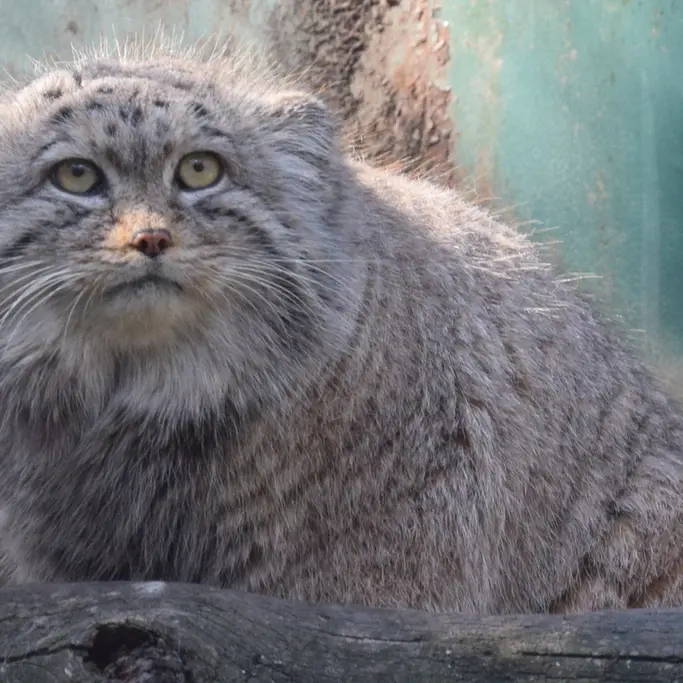 A photograph of Bohus in Budapest Zoo & Botanical Garden