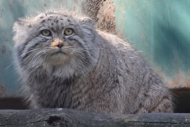 A photograph of Bohus in Budapest Zoo & Botanical Garden