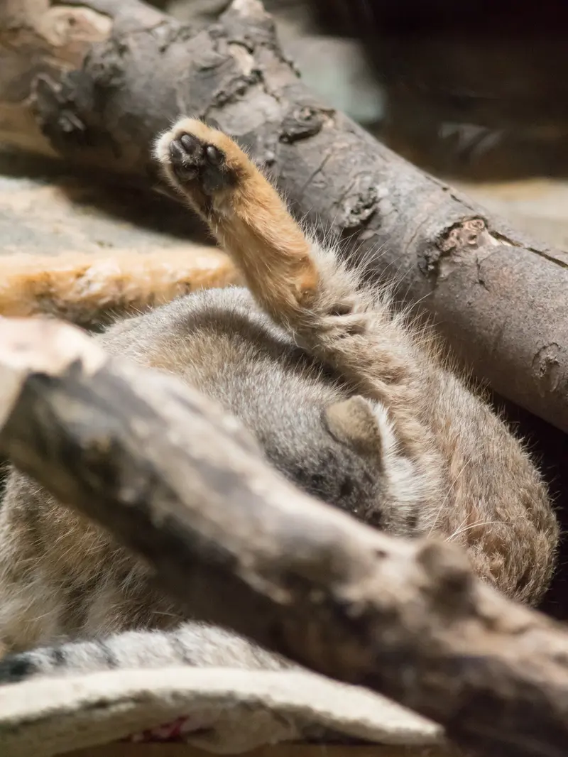 A photograph of Primula in Ueno Zoological Gardens