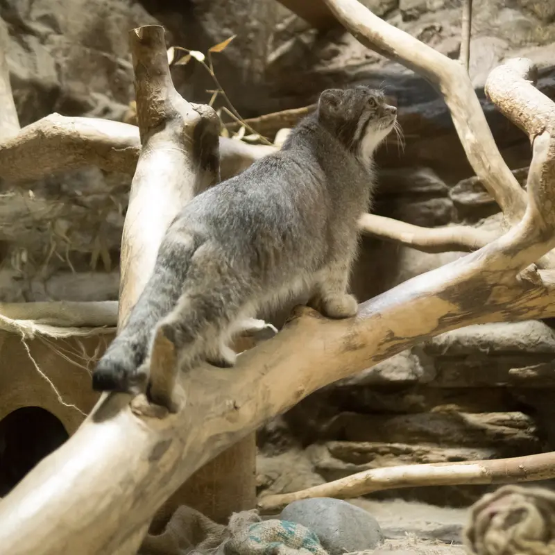A photograph of Klyon in Ueno Zoological Gardens